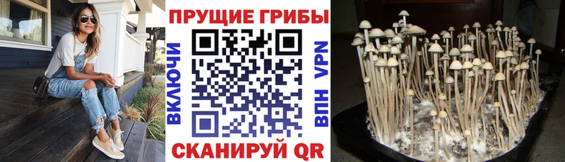 Псилоцибиновые грибы Magic Shrooms  ссылка на мегу вход  Чита 